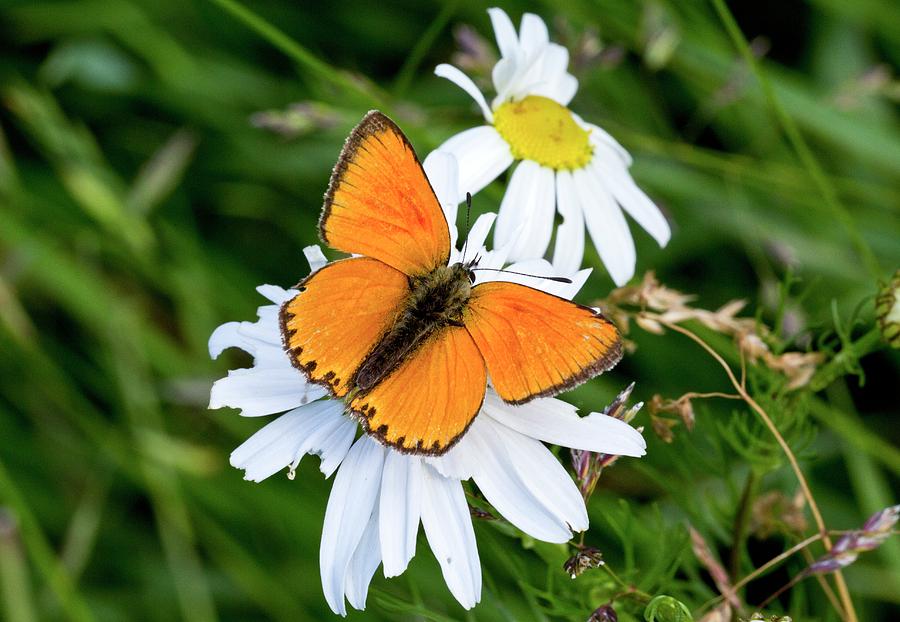 Nature Photograph - Male Scarce Copper Butterfly by Bob Gibbons