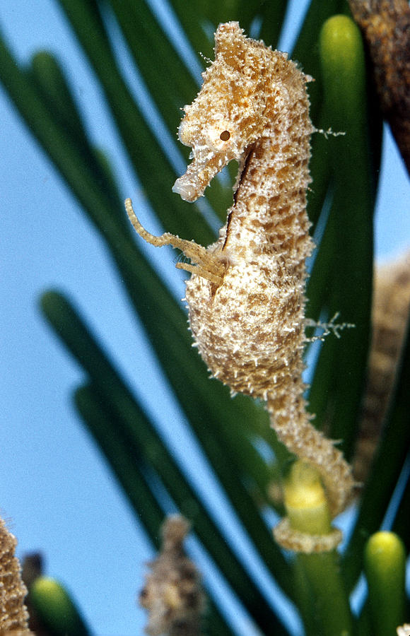 Male Seahorse Giving Birth Photograph by Paul Zahl