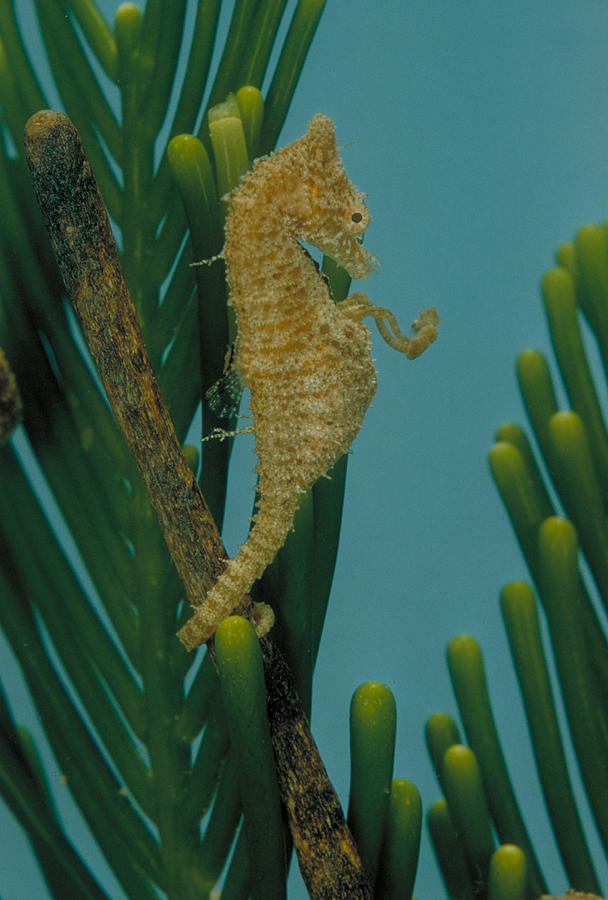 Male Seahorse Photograph by Paul Zahl