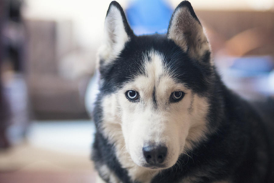 Male siberian husky looking at camera Photograph by Danchooalex