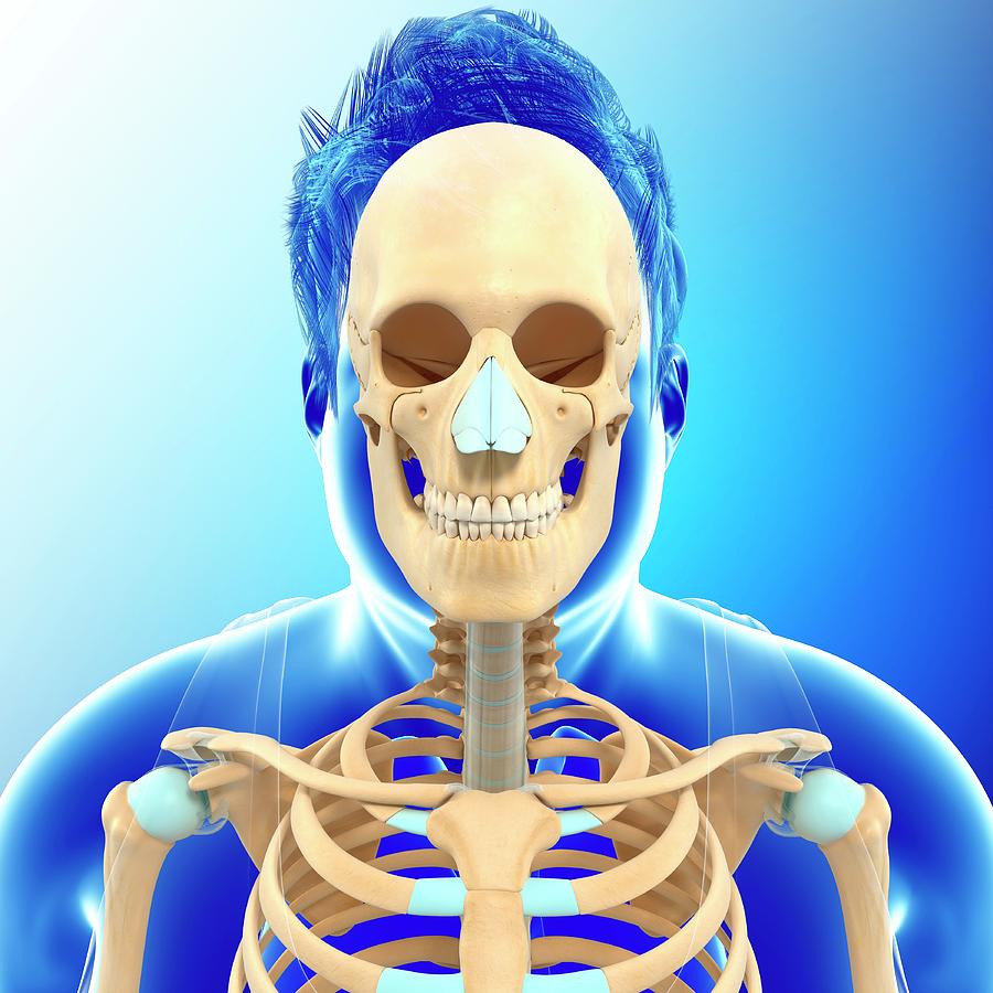 Male Skeletal Anatomy Photograph By Pixologicstudio Science Photo 