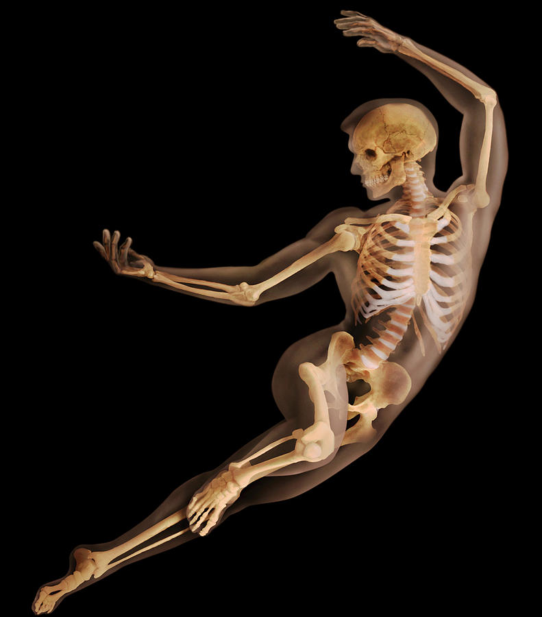 Male Skeleton Photograph by Anatomical Travelogue