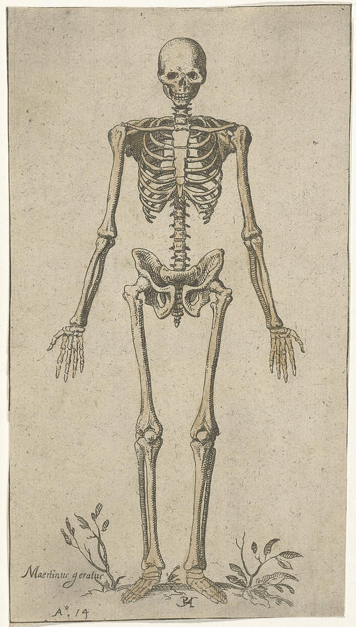 Male Skeleton, Seen From The Front, Pieter Feddes Van Drawing by ...