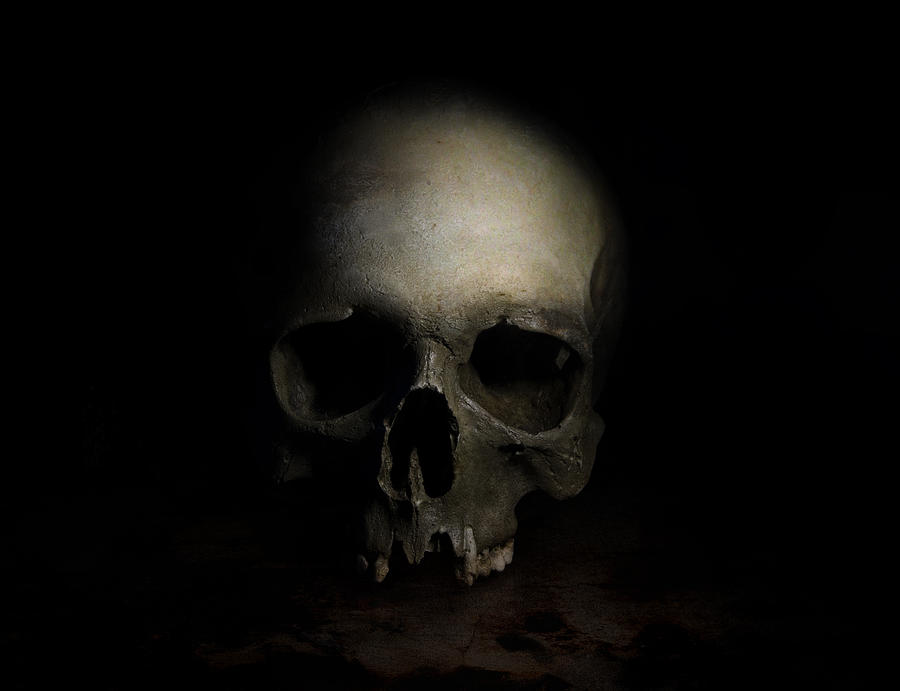 Male skull Photograph by Jaroslaw Blaminsky