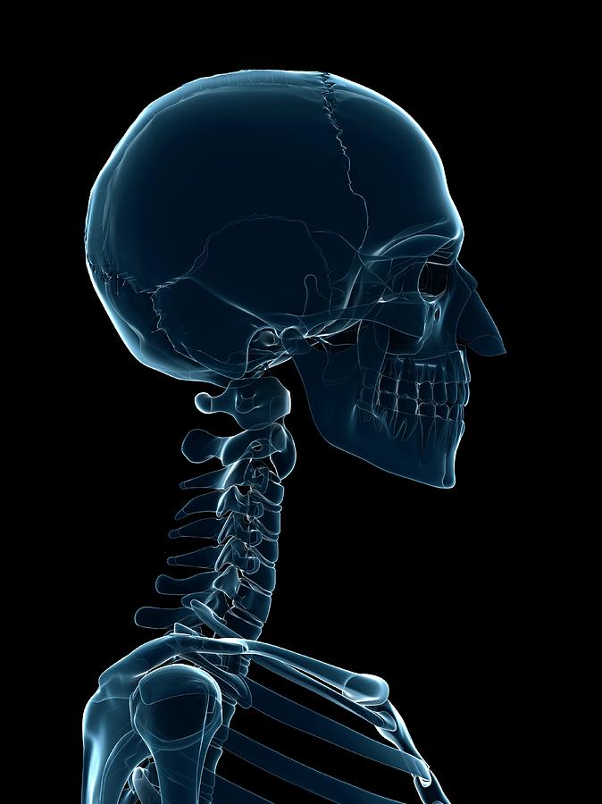 Male Skull Photograph by Sciepro/science Photo Library Pixels