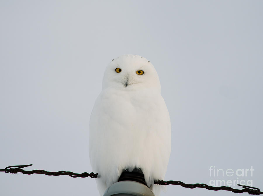 Male Snowy Owl Photograph by Shannon Carson