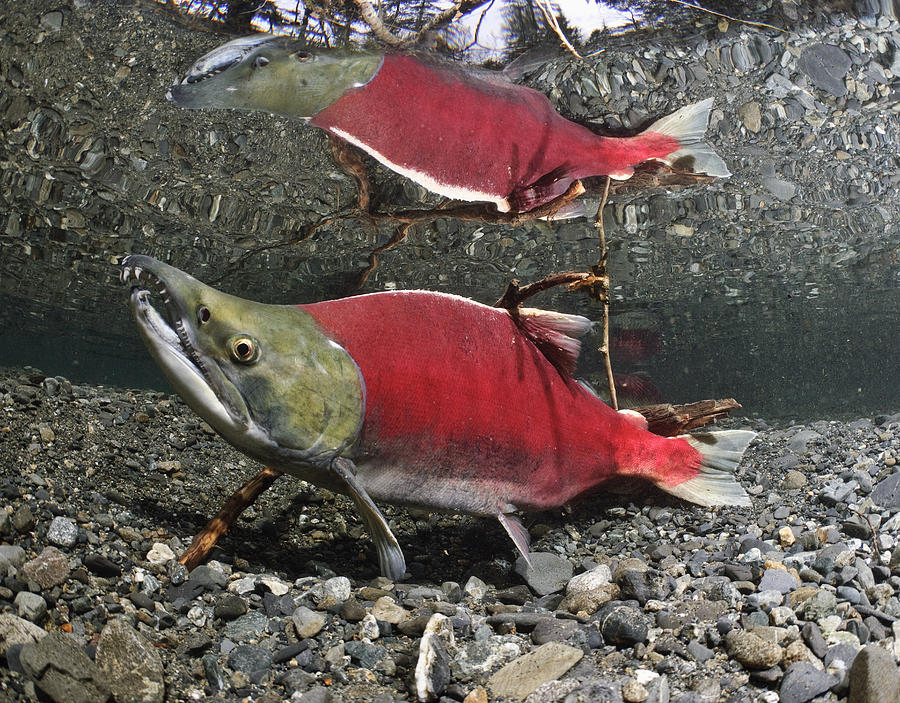 Male Sockeye Salmon On Spawning Photograph by Thomas Kline Pixels