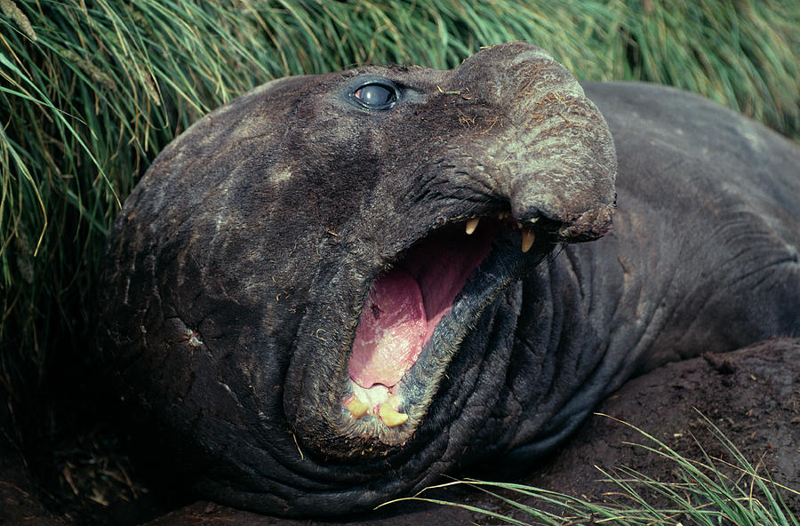 Male Southern Elephant Seal Photograph by British Antarctic Survey ...