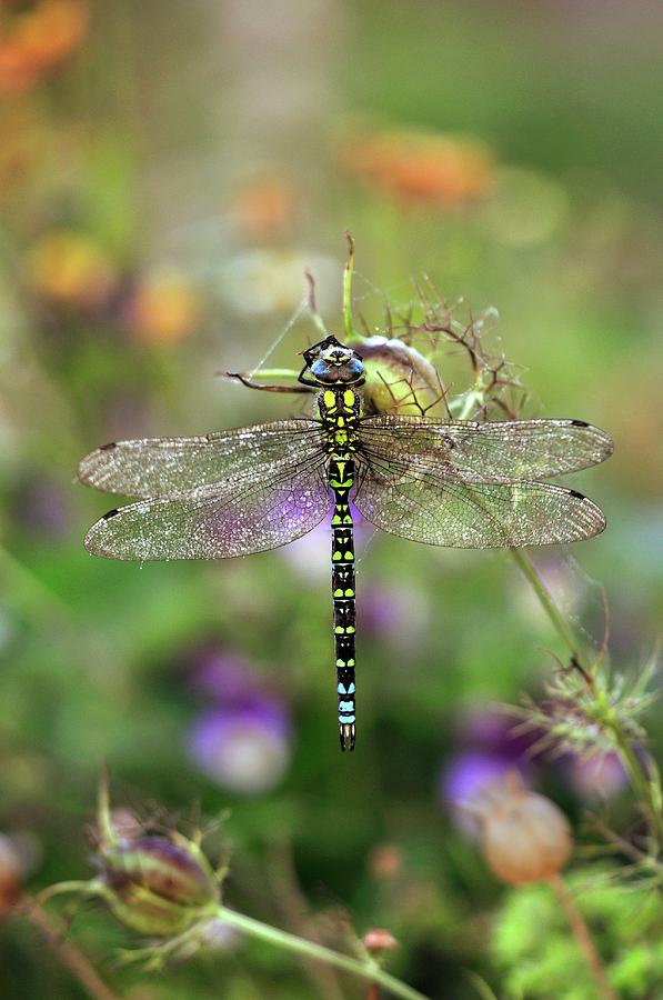 Male Southern Hawker Dragonfly Photograph by Colin Varndell/science ...