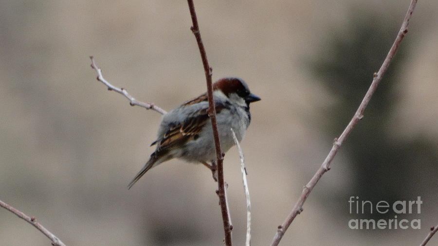 Male Sparrow  Photograph by J L Zarek