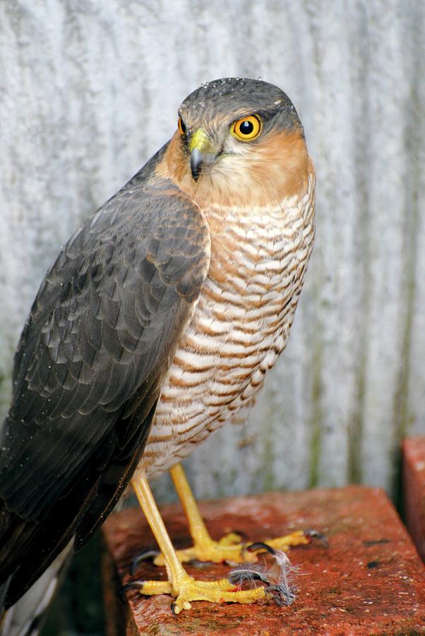 Male Sparrowhawk Photograph By Ian Gowlandscience Photo Library Fine