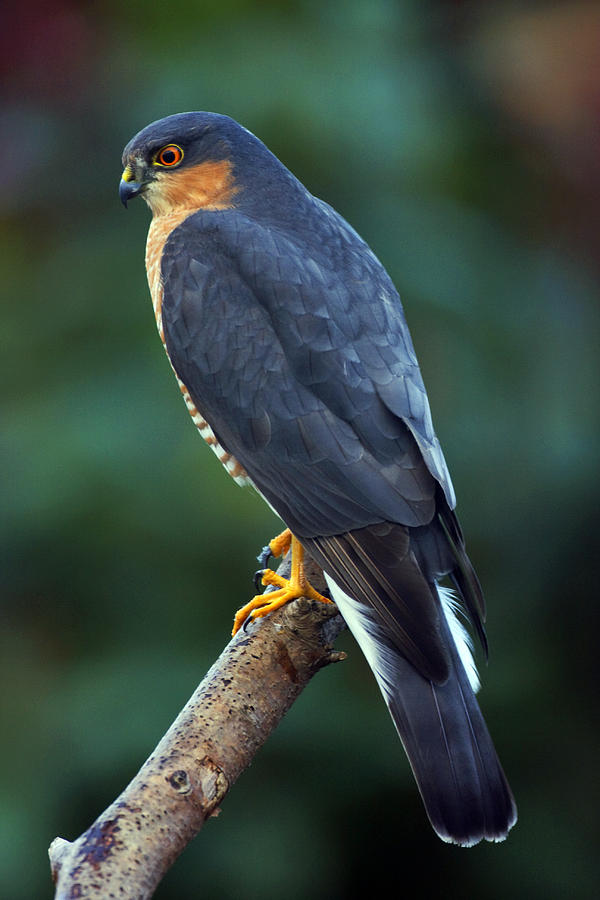 Male Sparrowhawk Photograph by Paul Scoullar