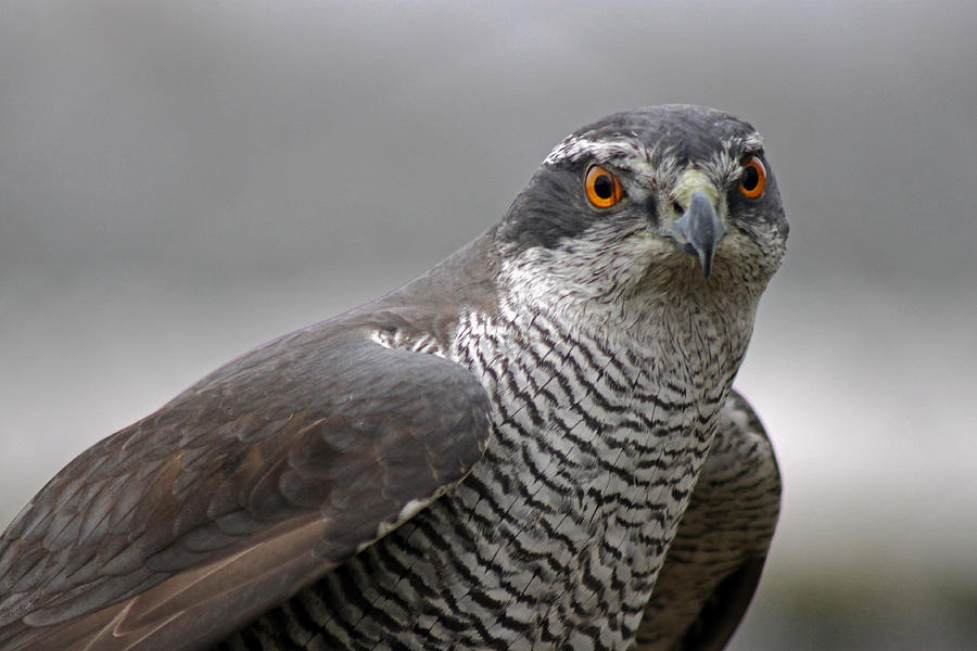 Hawk Photograph - Male Sparrowhawk. by Tony Murtagh