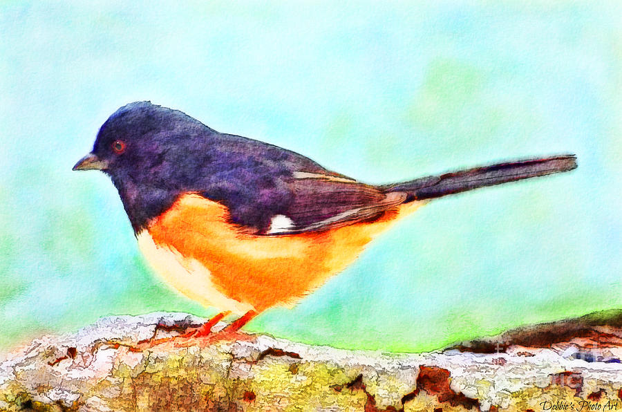 Male Spotted Towee - Digital Paint #3 Photograph by Debbie Portwood
