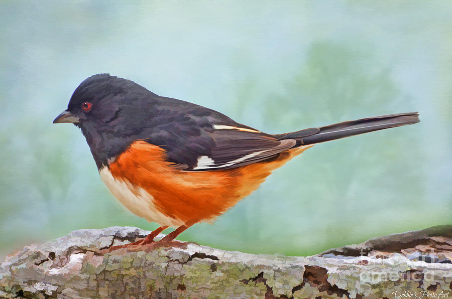 Male Spotted Towee - Digital Paint Photograph by Debbie Portwood