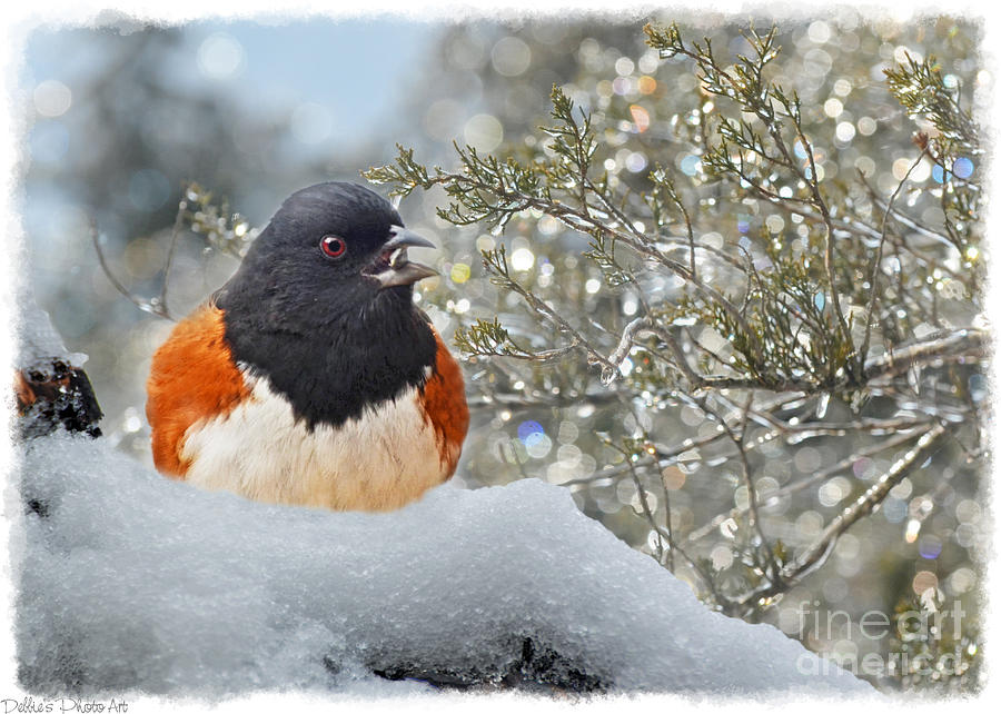 Male Spotted Towee in Snow  Photograph by Debbie Portwood