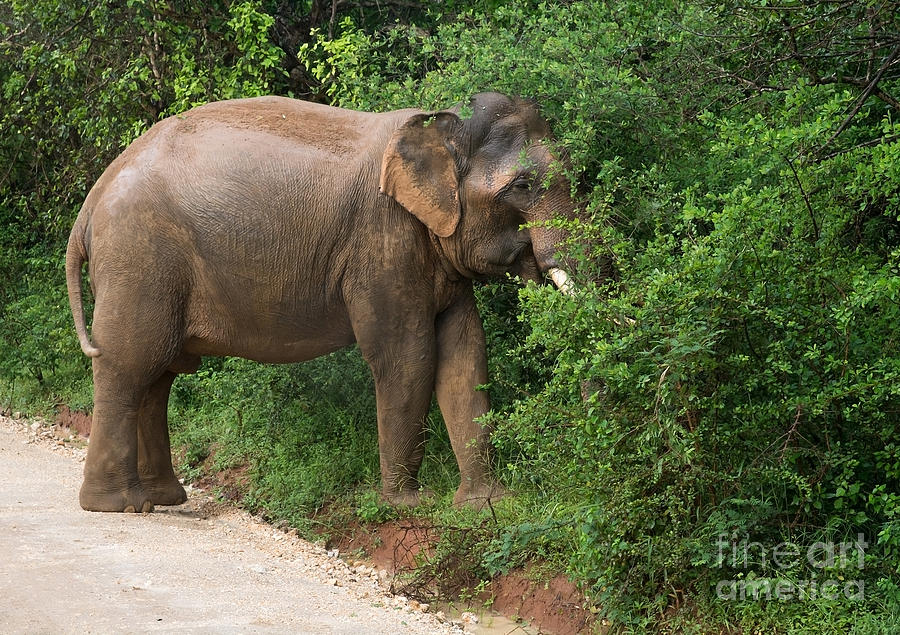 Male Sri Lankan Elephant Photograph
