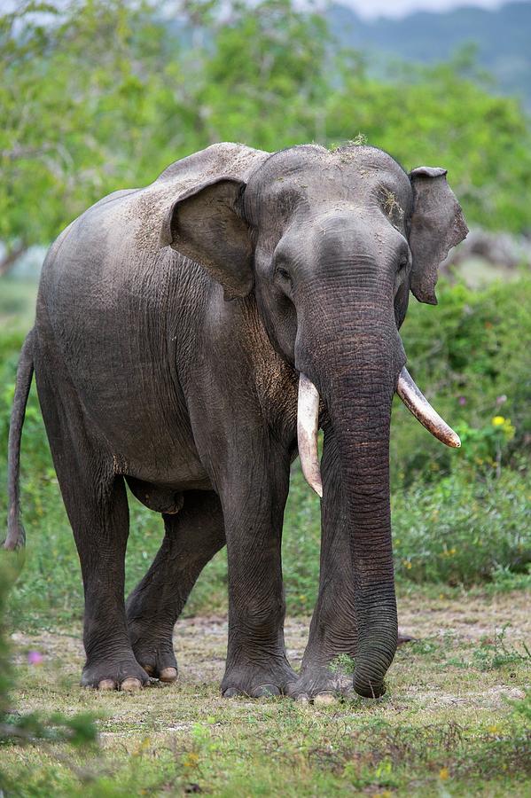 Male Sri Lankan Elephant Photograph by Peter J. Raymond