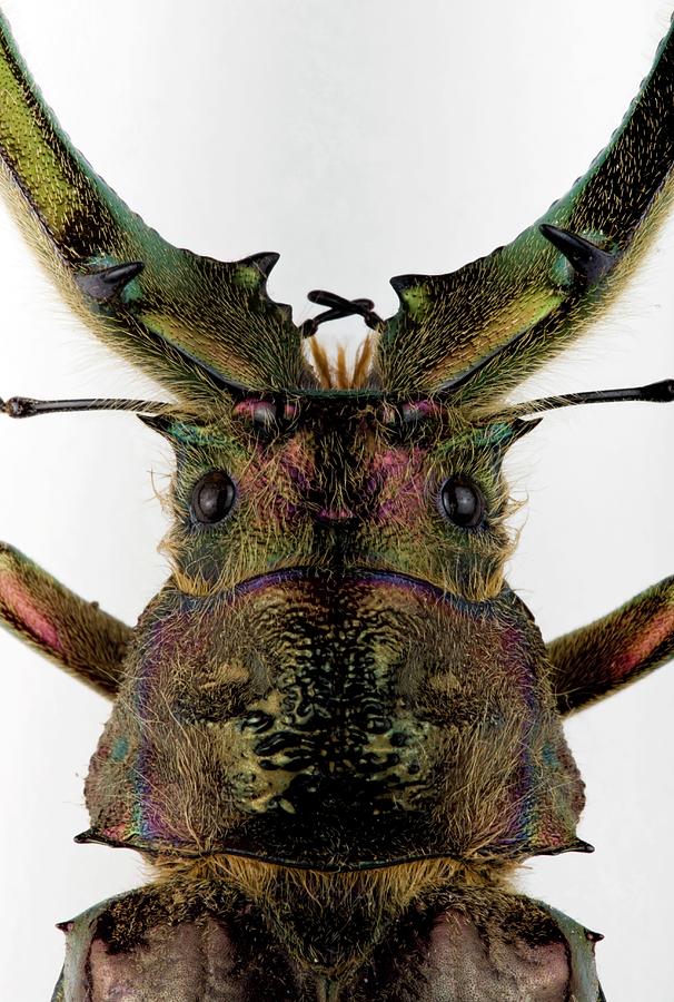 Male Stag Beetle Head Photograph by Pascal Goetgheluck/science Photo ...