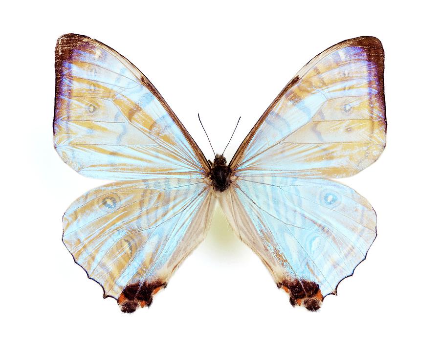 Male Sulkowskys Morpho Butterfly Photograph by Pascal Goetgheluck/science Photo Library