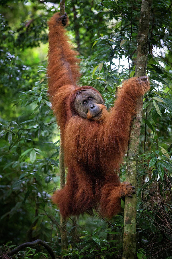 pongo orangutan jellycat