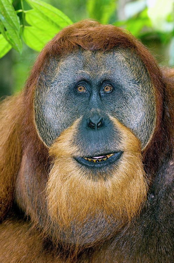  Male  Sumatran Orangutan  Photograph by Tony Camacho science 