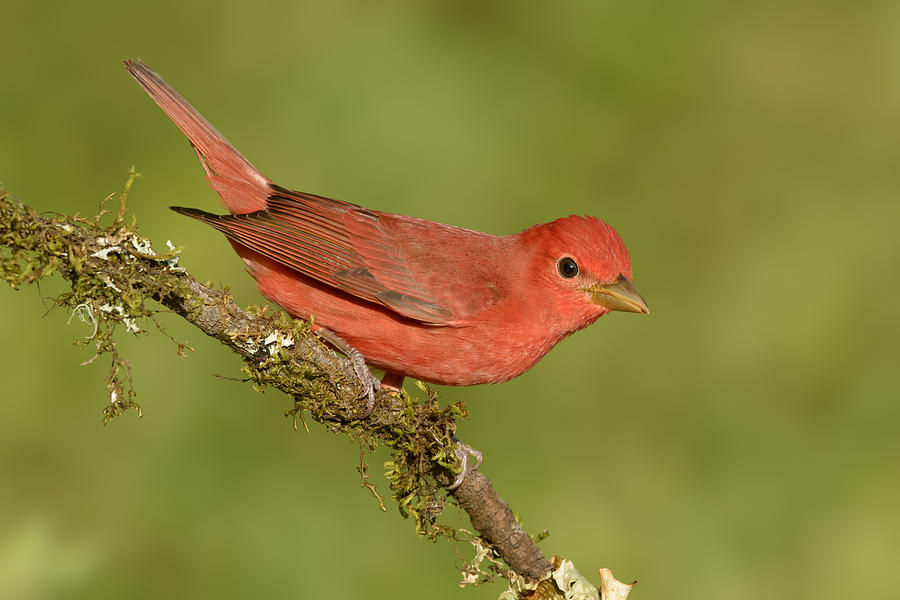 Male Summer Tanager  Texas Photograph by Alan Murphy