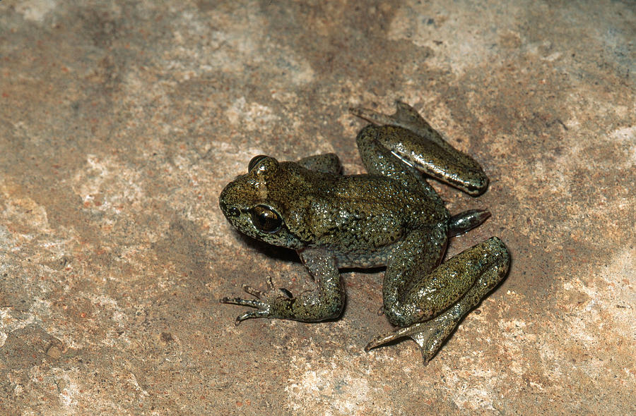 Male Tailed Frog Photograph by Karl H. Switak