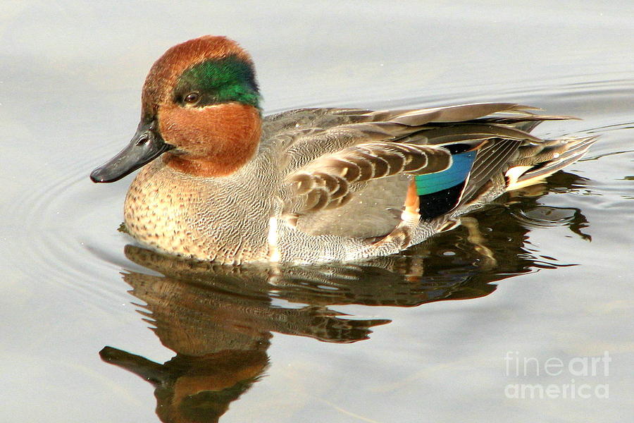 Male teal Photograph by Frank Townsley | Fine Art America