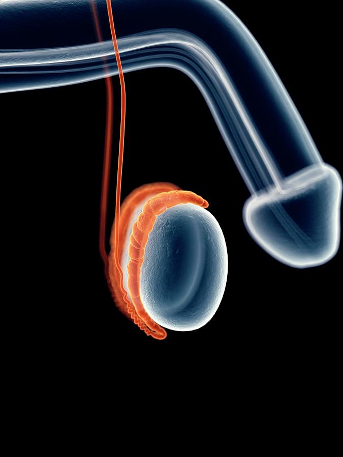 Male Testicles Photograph by Sebastian Kaulitzki/science Photo Library