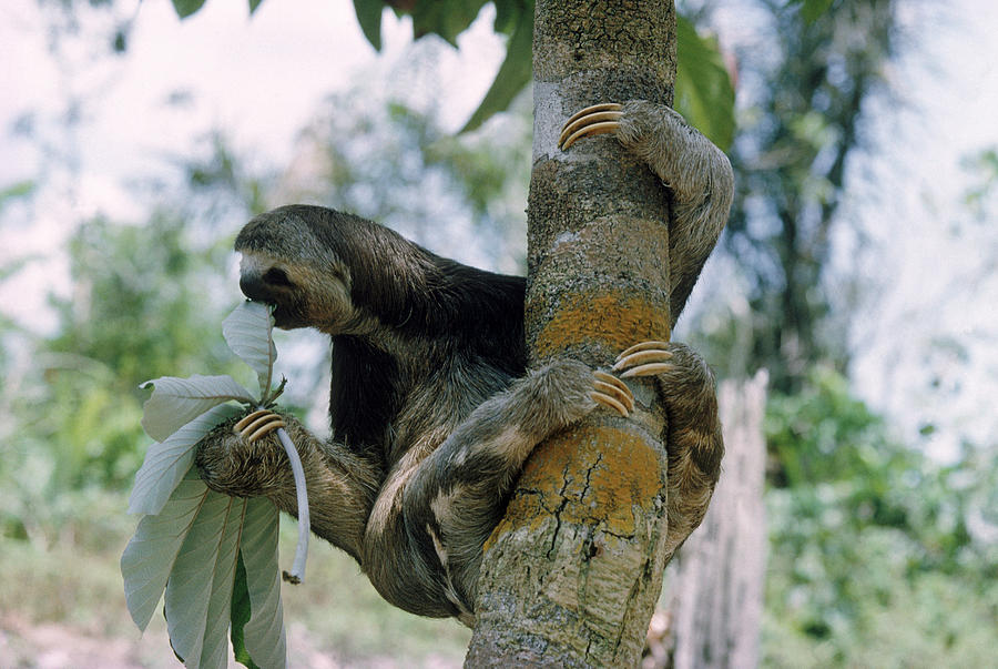 three toed sloth