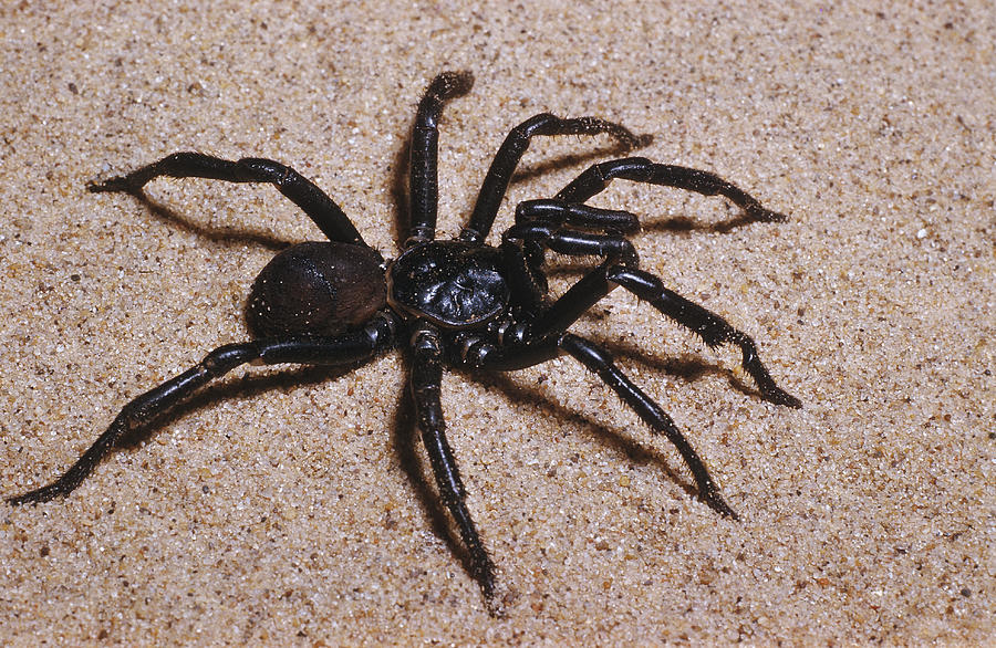 Male Trapdoor Spider Photograph by Bucky Reeves