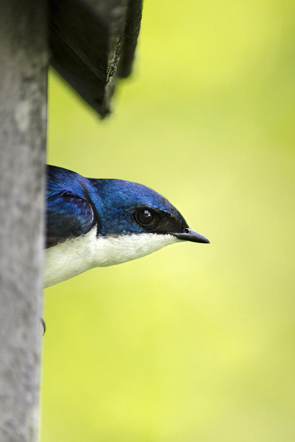 Male Tree Swallow in Nestbox Photograph by Christina Rollo