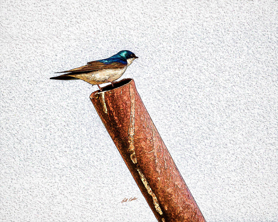 Male Tree Swallow No. 1 Photograph by Bill Kesler