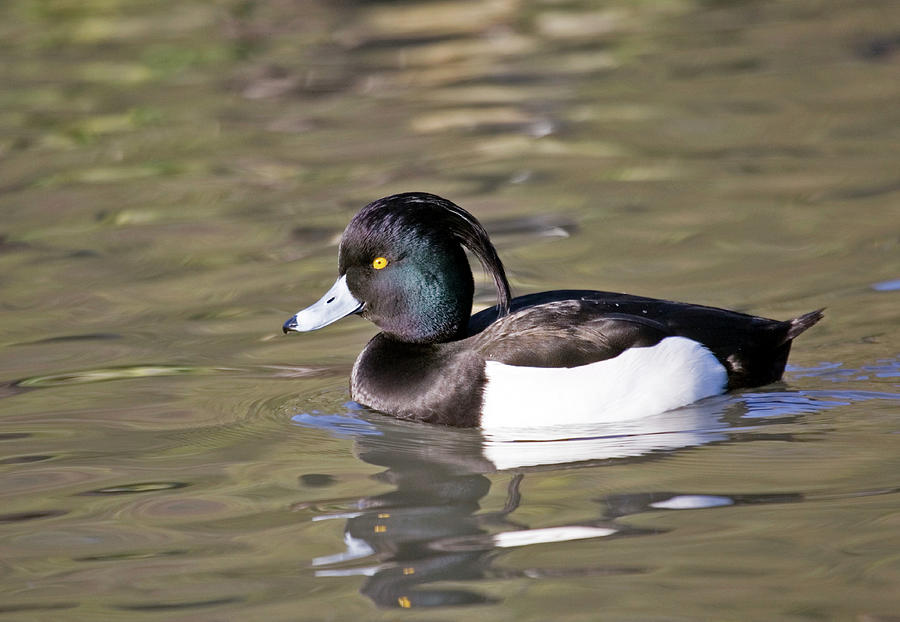 Male Tufted Duck Photograph by John Devries/science Photo Library