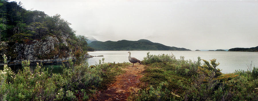 Nature Photograph - Male Upland Goose Or Magellan Goose by Panoramic Images