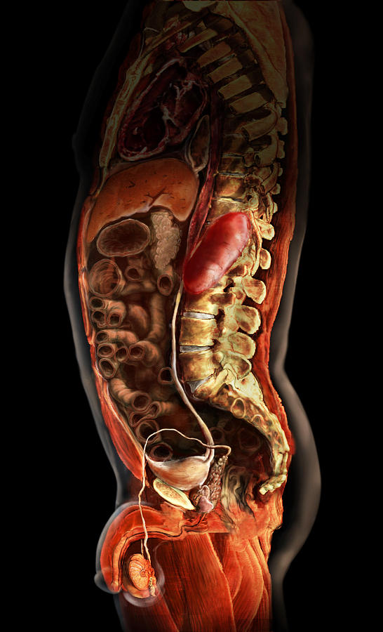 Male Urinary System Photograph by Anatomical Travelogue