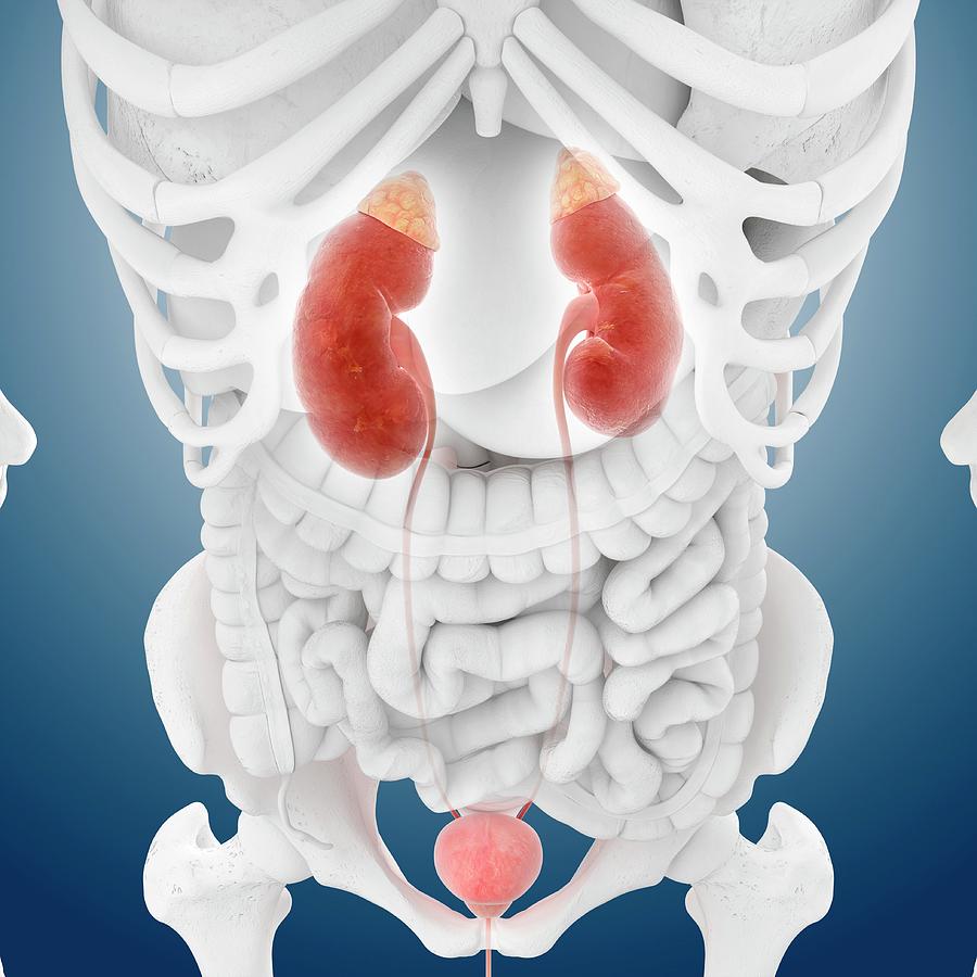 Male Urinary System Photograph by Springer Medizin/science Photo ...