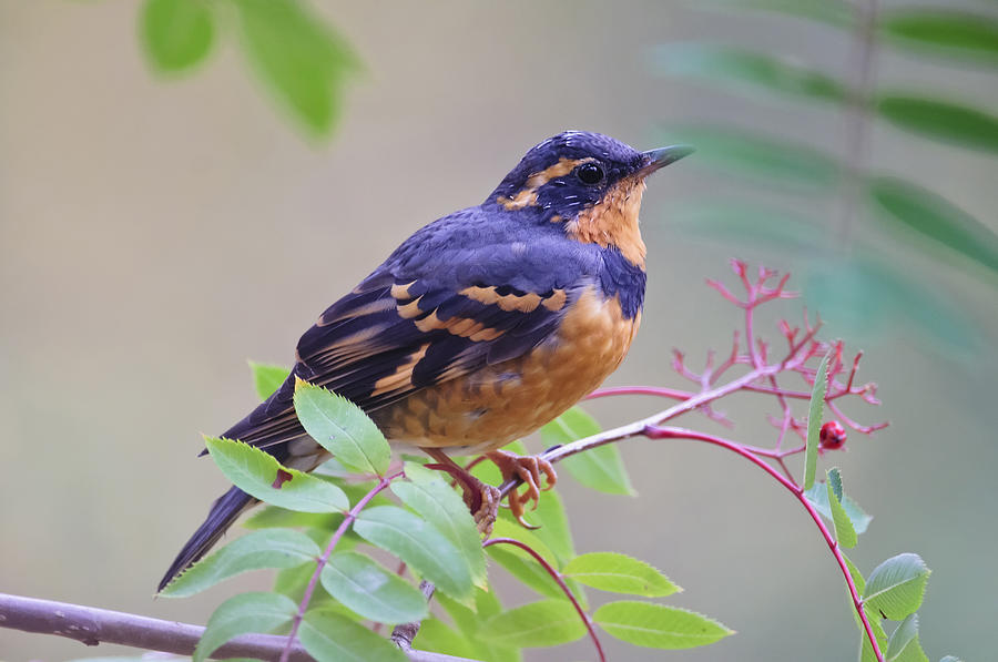 Male Varied Thrush Ixoreus Naevius Photograph by Kenneth Whitten - Pixels