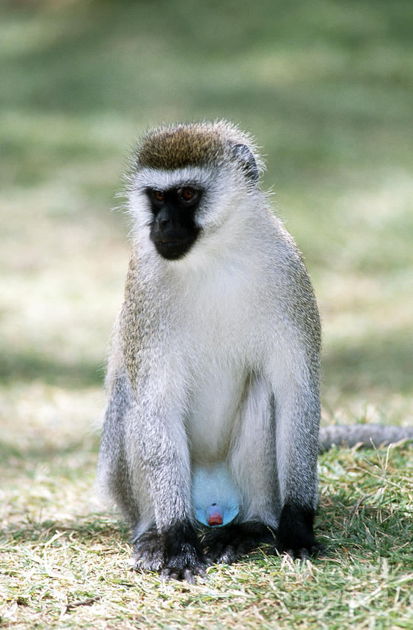 Male Vervet Monkey Photograph by Gregory G. Dimijian, M.D.
