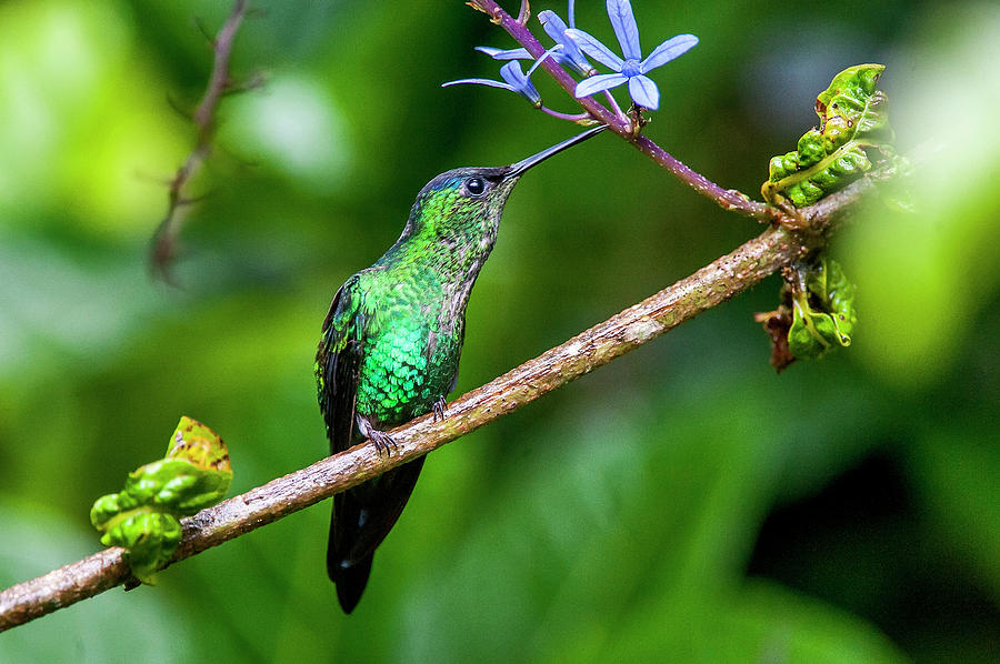 Male Violet-capped Woodnymph Thalurania Photograph by Leonarco Merçon