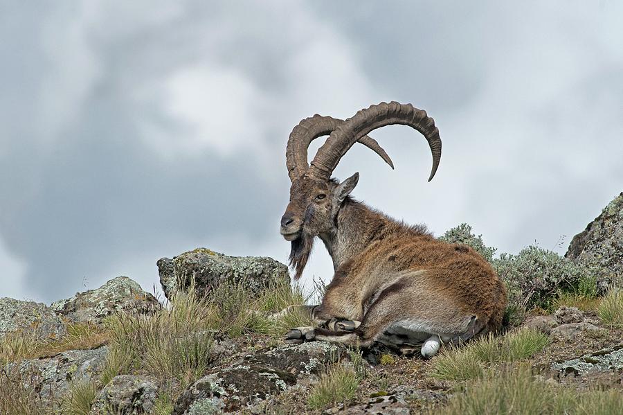 Nature Photograph - Male Wahlia Ibex In The Simien Mountains by Tony Camacho