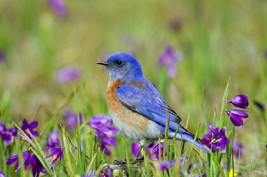 Male Western Bluebird Photograph by Thomas And Pat Leeson