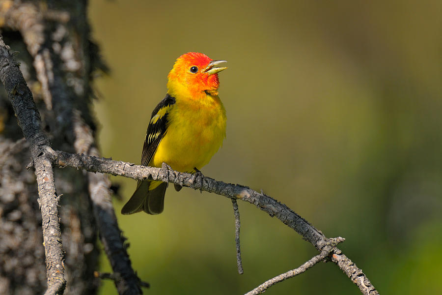 Male Western Tanager Photograph by Thomas And Pat Leeson