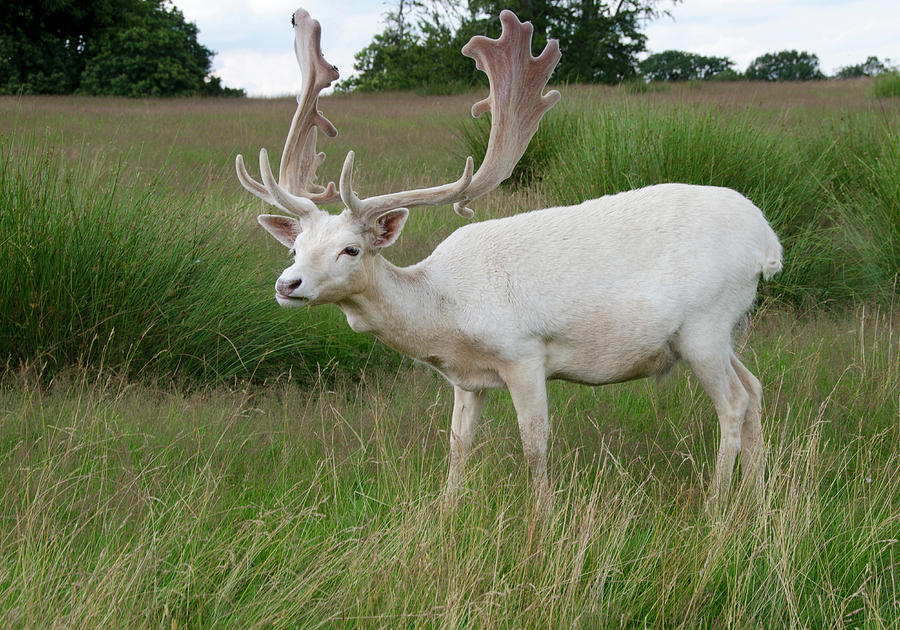 Male White Fallow Deer Photograph by Nigel Downer