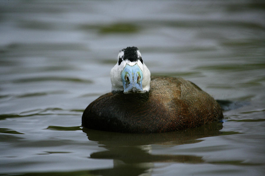 Wildlife Photograph - Male White-headed Duck Oxyura by David Santiago Garcia