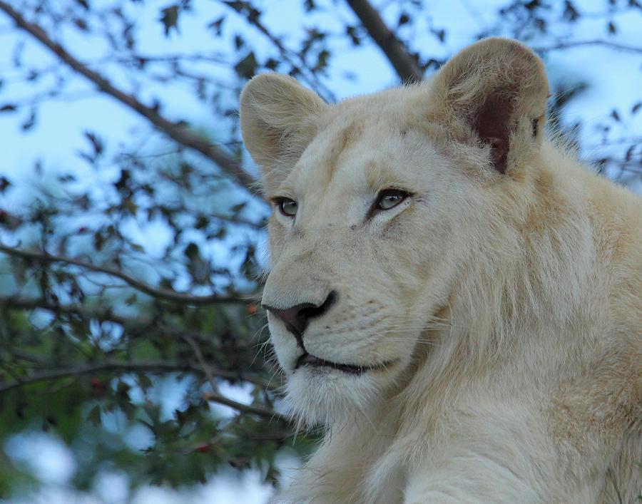 Male White Lion Photograph by Davandra Cribbie
