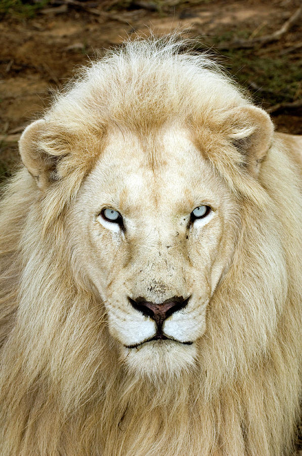 Male White Lion Photograph by Tony Camacho/science Photo Library