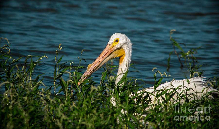 Male White Pelican In Water Pepper Photograph by Robert Frederick