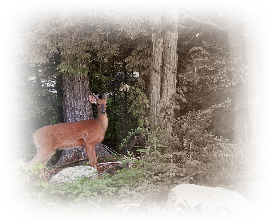 Male Whitetail Deer Photograph by MTBobbins Photography